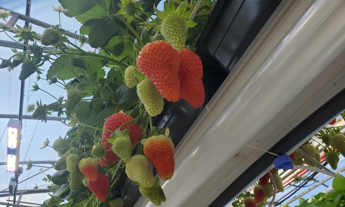 LED Grow light for Strawberry Cultivation.jpg