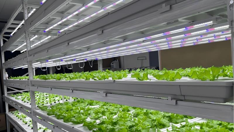 More Layers In Vertical Farming More Layers In Vertical Farming